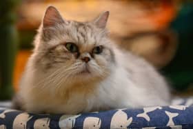 A former minister has revealed the UK government considered culling pet cats in order to slow the spread of Covid-19.
