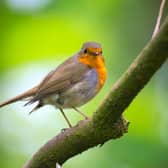 Robin, voted as Britain's national bird