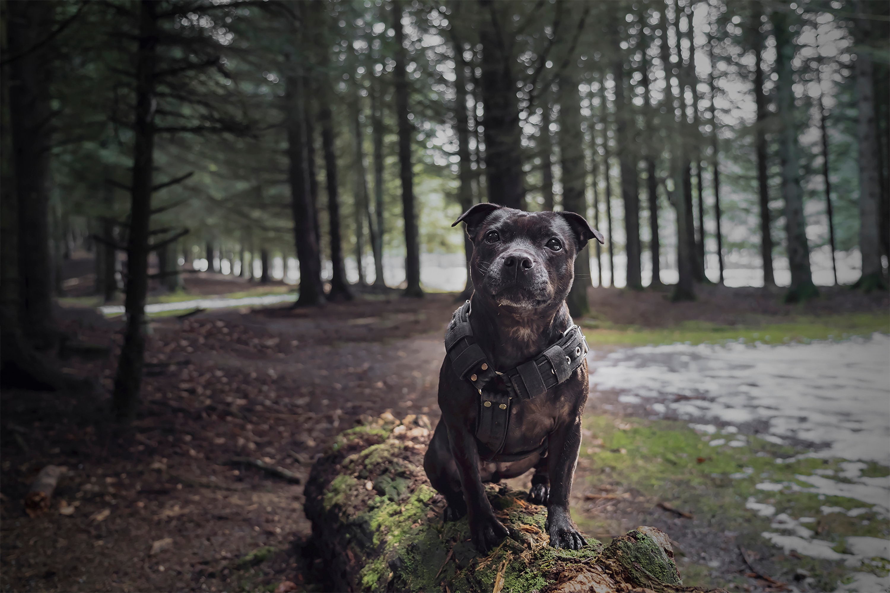 Top 20 abandoned breeds: List of dogs most dumped as 50,000 ditched in last three years