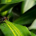 Asian hornets have been spotted near Dover in Kent 