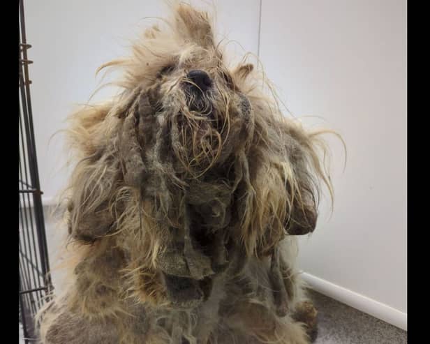 Pepper was found ‘extremely matted'