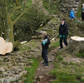 Forensic investigators from Northumbria Police examining the felled Sycamore Gap tree (Photo: Owen Humphreys/PA Wire) 