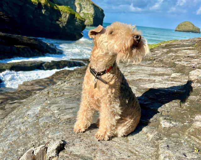 Bertie the lakeland terrier. A local dog has become an accidental international celebrity - after his owner made him a social media page in a bid to 'find a dog walker'.