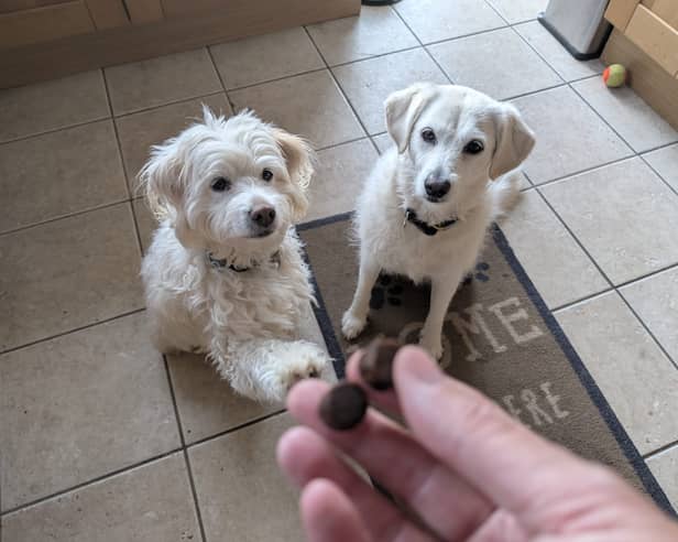 YuMove's little joint supplement treats are my dogs' favourite snacks right now