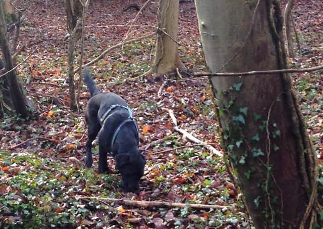 Dog owners are being urged to be extra vigilant after the second case of Alabama rot was confirmed in the Borders.