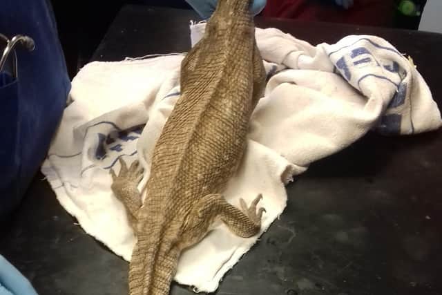 A lizard found in poor health at a house in Beech Avenue in Galashiels.