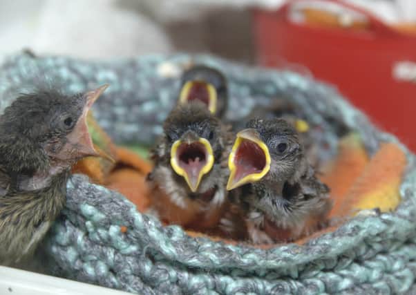 The SSPCA’s animal helpline took 10,000 calls last year about baby birds which are often left by their mothers for several hours at a time.