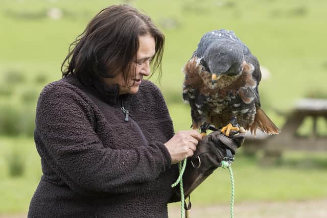 Helen Chadfield of Falconry Borders with a South African jackal buzzard. Photo: Jennifer Charlton Photography.