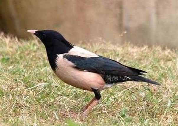 The rosy starling in the garden at Hassendean Station near Hawick.