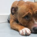 Sad Sam...SSPCA feels the time is now right to revisit First Strike, which first established the link between domestic violence and animal abuse.  (Pic: SSPCA)