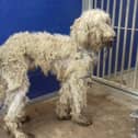 One of the dogs dumped in Jedburgh.