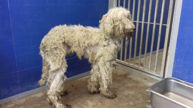 One of the dogs dumped in Jedburgh.