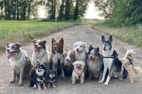Pawsome pals...these pooches have already signed up for the World Big Dog Walk this month but they need our readers help to raise funds too.