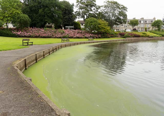 Warning issued...after a spike in reports of toxic blue green algae which can be fatal to pets and livestock if ingested – even in small quantities.(Pic: Anne Johnston Photography)