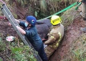 Rescuers try to get Prince out of the ditch.