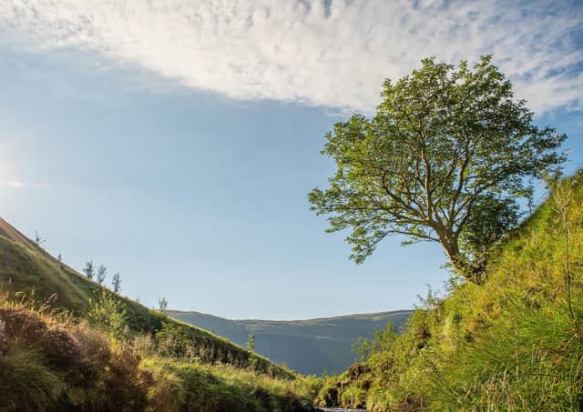The Survivor Tree at Carrifran, which will now be pitted against the best trees in Europe. Photo: Aidan MacCormick