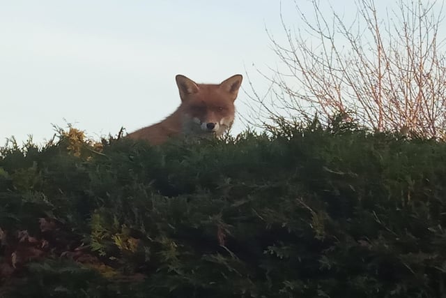 "This fox likes to sleep on top of our hedge," said Kelvin Luscombe, who snapped this fellow with a Sony Xperia. SUS-220216-102146001
