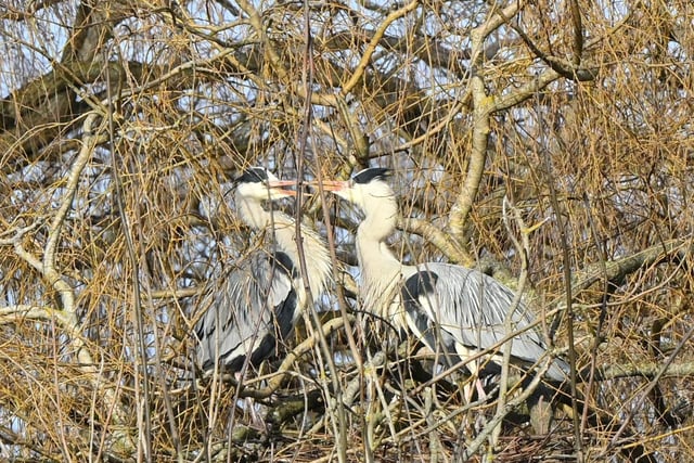 "The herons have returned and started nesting in Hampden Park - looks as though there will be six nests," said Derek A Briggs, who snapped this pair with a Nikon Z camera. SUS-220216-102448001
