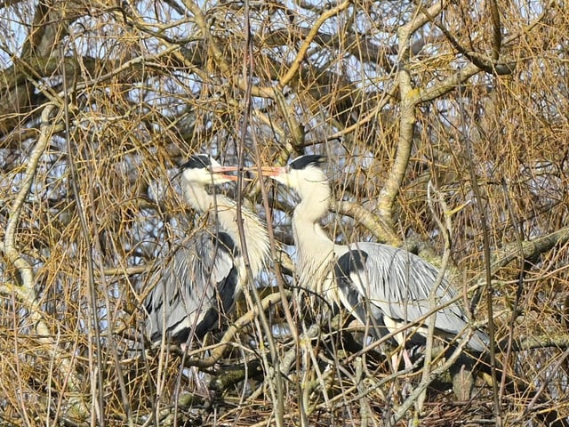 "The herons have returned and started nesting in Hampden Park - looks as though there will be six nests," said Derek A Briggs, who snapped this pair with a Nikon Z camera. SUS-220216-102448001