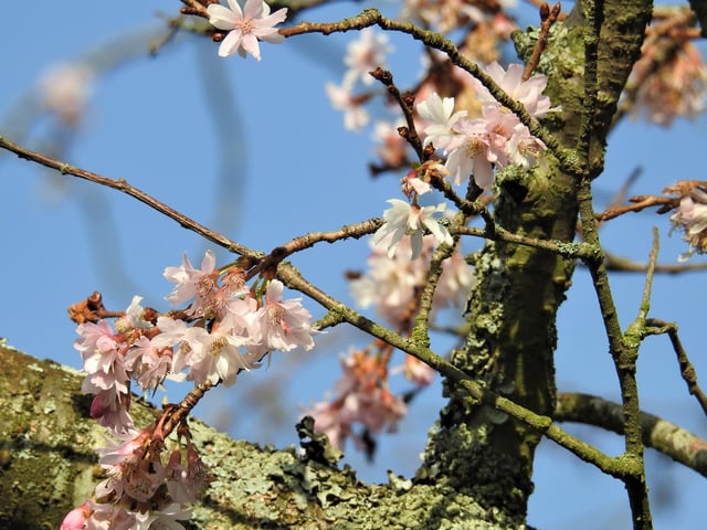 A touch of spring in Westham, by Rob Torre. SUS-220216-103929001