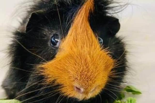 Could you rehome a guinea pig?