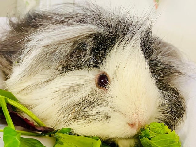 Annie said: "Jester is a gorgeous six month old neutered male hoping for a lovely quiet home with a wife or two. His favourite hobby is munching on hay but he would really like a nice lawn to graze on through the warmer months."