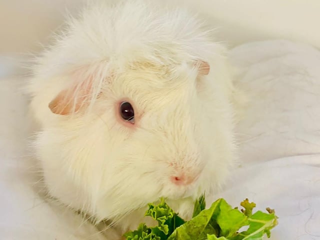 Annie said: "Owen is a handsome young neutered lad wanting a lovely new home together. His favourite foods is spinach and curly kale. Needs to be homed with his brother Ben."