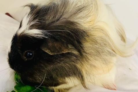 Annie said: "Howard, Jason and Donald are cute six month old neutered chaps that could be rehomed as a trio or singly to be companions to lonely females."