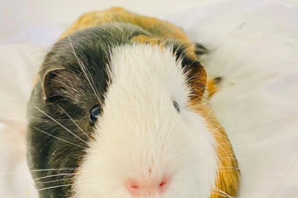 Annie said: "Ronnie and Reggie are six month neutered old cheeky lads who can be rehomed together or separately to keep lonely females company."