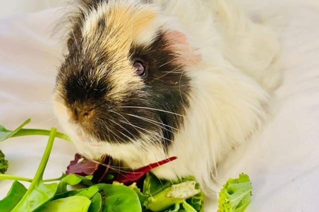 Annie said: "Gary, Robbie and Mark are stunning neutered six month old brothers who could be rehomed as a trio or single to live with lonely females."