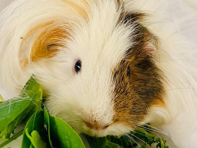 Annie said: "Ben is Owen's brother. He is also a handsome young neutered lad wanting a lovely new home. His favourite foods are spinach and curly kale."