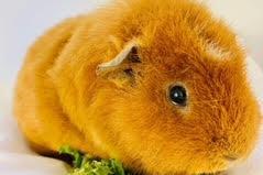 Annie said: "David and Robert (next picture) are one year old apartment mates. They could be homed together or separately to live with female piggy companions. Favourite hobbies are eating and resting."