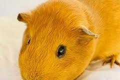 Annie said: "This is Robert. He and David (previous picture) are one year old apartment mates. They could be homed together or separately to live with female piggy companions.Favourite hobbies are eating and resting."