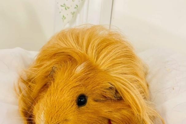 Annie said: "Howard, Jason and Donald are cute six month old neutered chaps that could be rehomed as a trio or singly to be companions to lonely females."