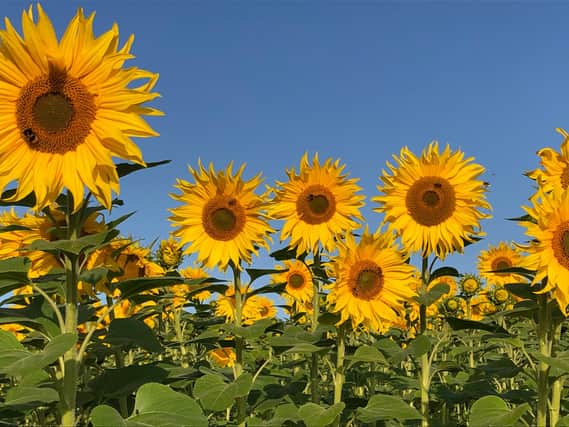 Sunflowers at Cliftonhill Farm