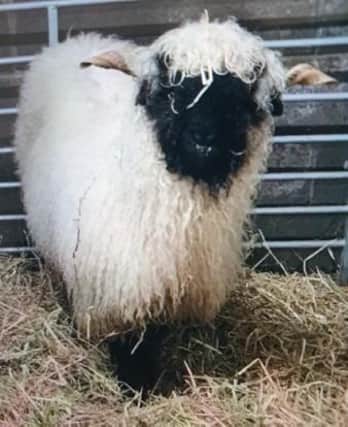 Police have launched a sheep-hunt for Mabel.