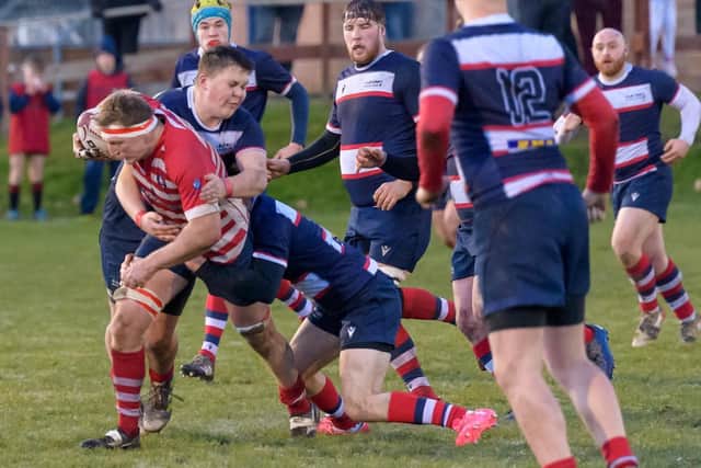Captain Murdo Anderson on the attack during Peebles' 46-13 win at home at the Gytes to Aberdeen Grammar on Saturday (Photo: Peebles RFC)
