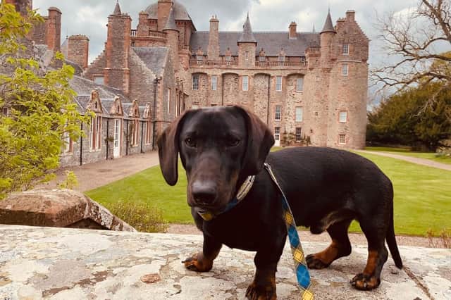 We reckon he looks right at home! Photo: Thirlestane Castle.