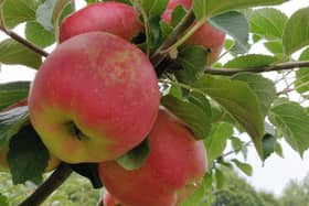 Greener Melrose is hosting an Apple Day this Saturday.