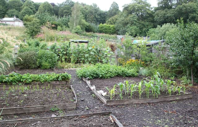 The Wilton Park Road allotments in Hawick.