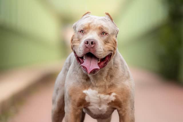 XL Bully