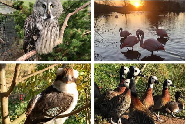 Clockwise from top right; great grey owl, Chilean flamingos, white-faced whistling ducks and a laughing kookaburra.