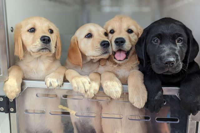 Guide dog puppies need homes.