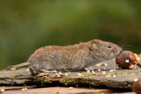 GW Ecology will be running a small mammal workshop