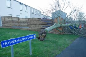 A tree fell through a newly built fence at Howdenburn Court, Jedburgh. (Photo: BILL McBURNIE)