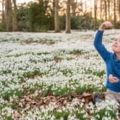 Five year old Oscar Norris in his own private snowdrop forest. Photo: Phil Wilkinson.