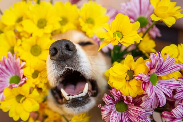 Look out for allergies in dogs (photo: Adobe)