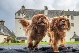 Dogs Day Out returns to Traquair House.