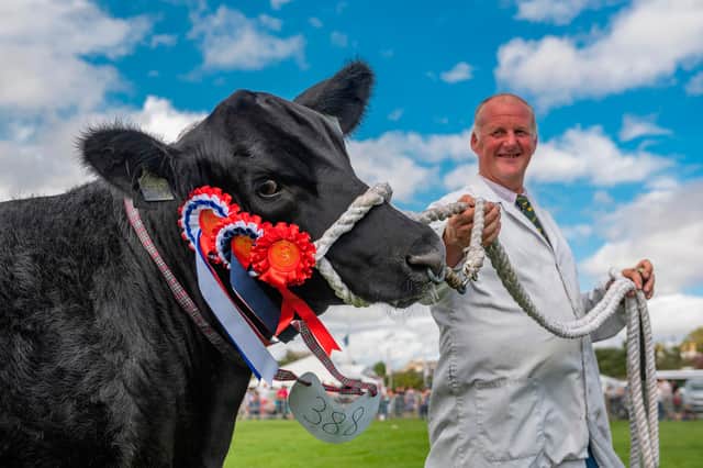 Iain Campbell from Gordon scooped the Champion of Champions prize last year with his yearling heifer Aberdeen Angus, Gordon Blackcherry. Photo: Phil Wilkinson.
