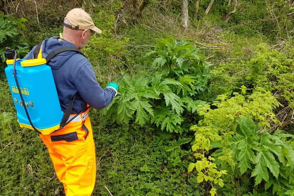 Giant Hogweed is highly toxic and should only be handled by experts.